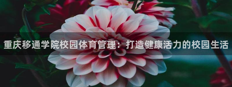 必一体育服下载最新版