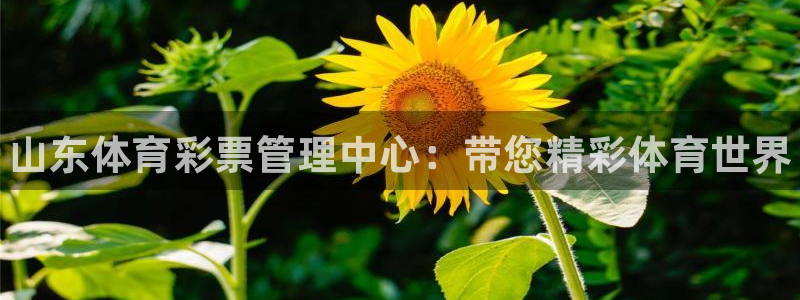 必一体育app平台下